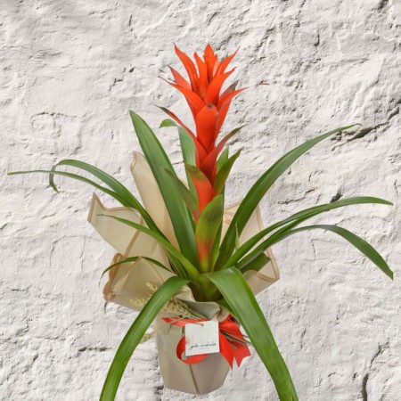 Guzmania